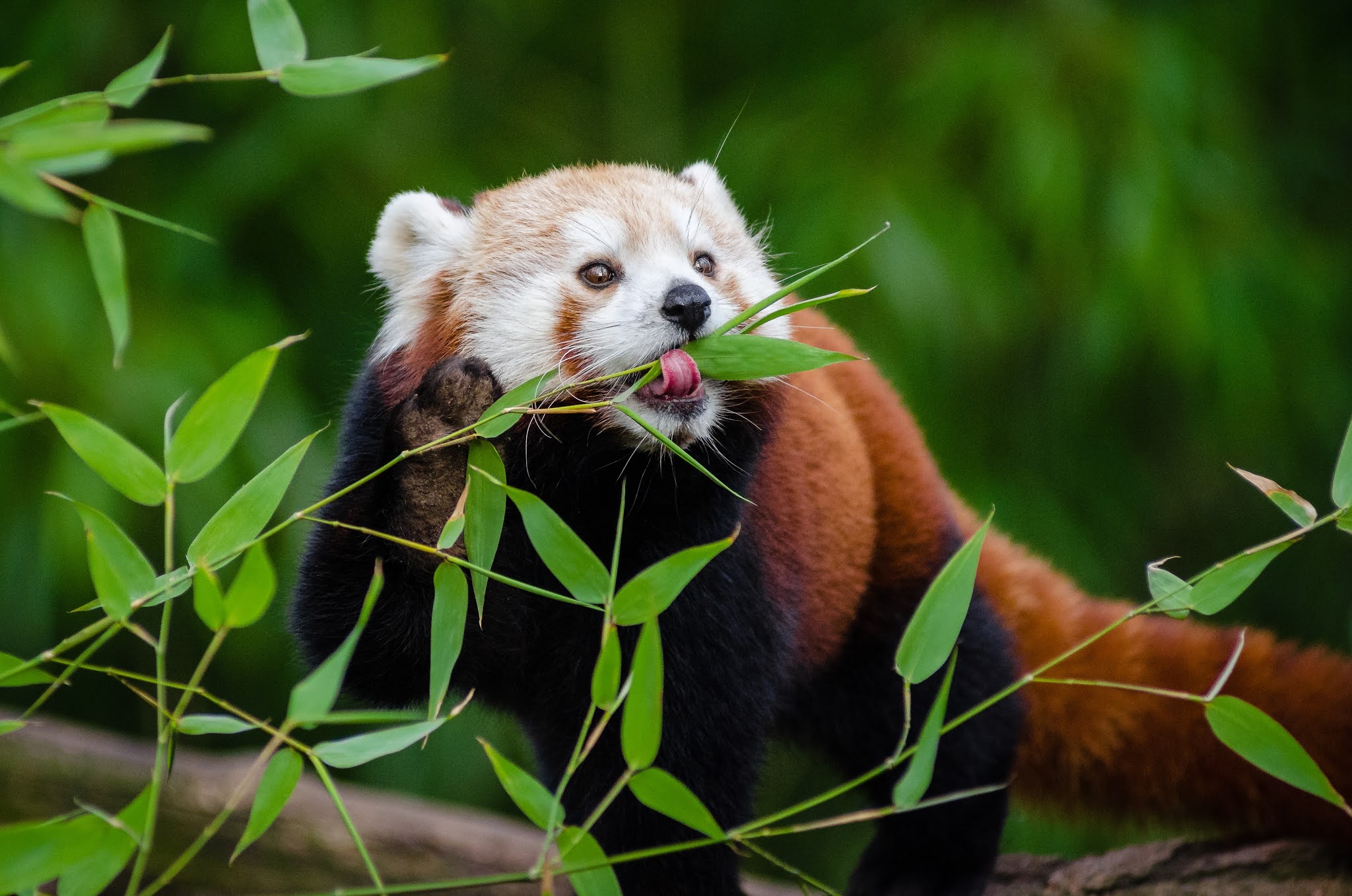 About the Red Panda, the Bamboo Chewing Panda from the Himalayas