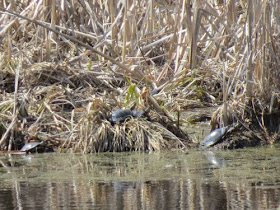 painted turtles sunning on springtime pond with brown vegetation