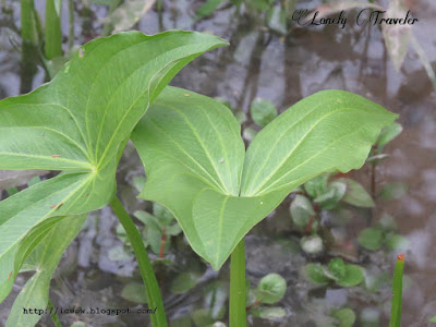 Broadleaf arrowhead - Sagittaria latifolia