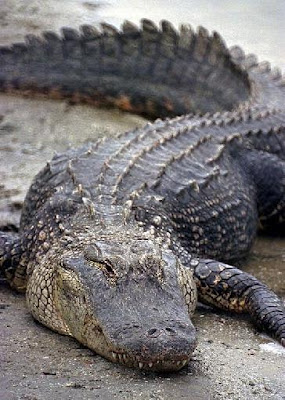 Pictures of Alligator