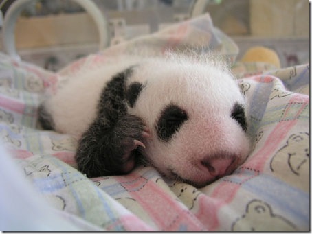 baby_panda (9)
