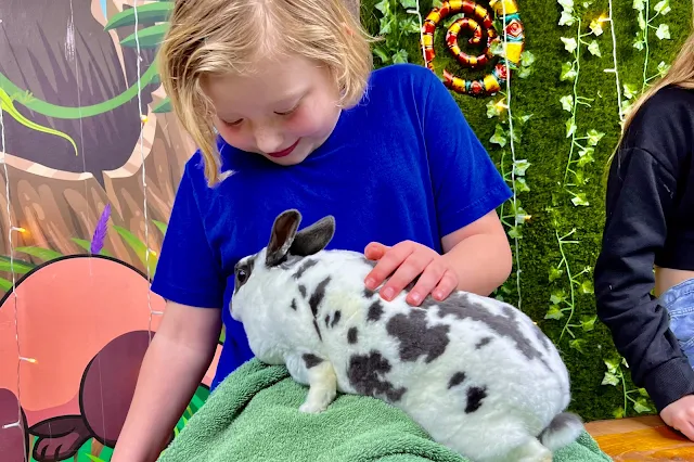 A girl stroking a rabbit at Get To Know Animals Epping