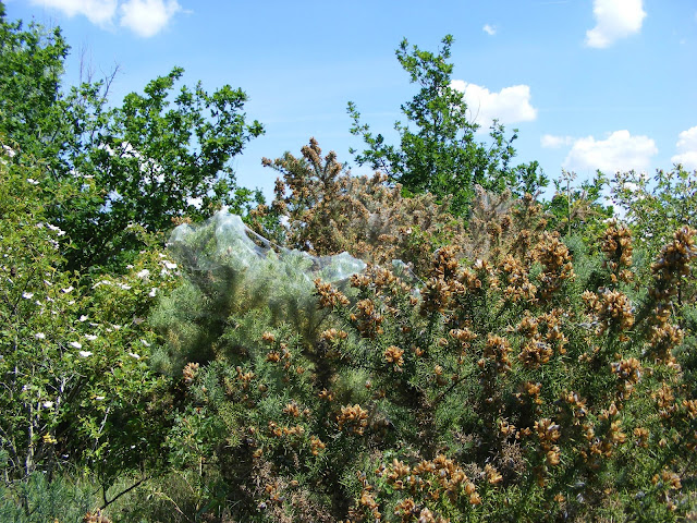 Web of Gorse Spider Mite Tetranychus lintearius, Indre et Loire, France. Photo by Loire Valley Time Travel.