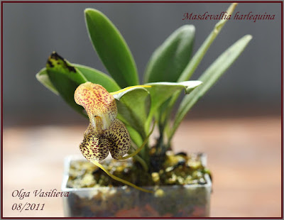 Masdevallia harlequina care and culture