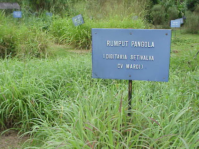 Rumput Yang Boleh Dimakan Malaysia