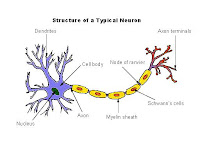 Bagian Neuron Yang Berfungsi Untuk Mempercepat Jalan Impuls Adalah