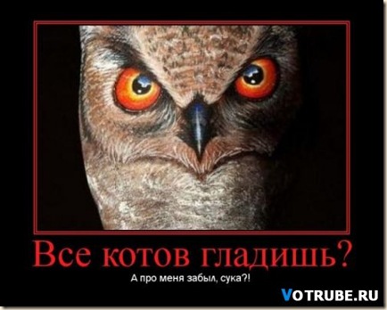 1225450017_poglad-kota-(www.votrube.ru)16
