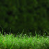 Beautiful grass close up wall