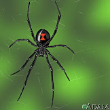 Black Widow Spider In Victoria Australia : Top 10 Deadliest Spiders - The female spider hangs upside down from her web as she waits for her prey.