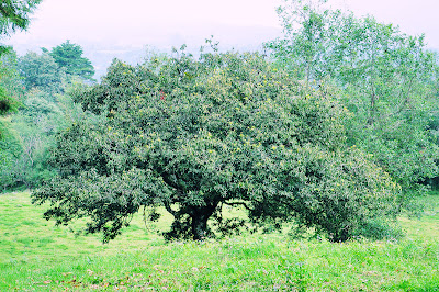 Árbol de ahuacates en el rancho (Paisajes de Veracruz)