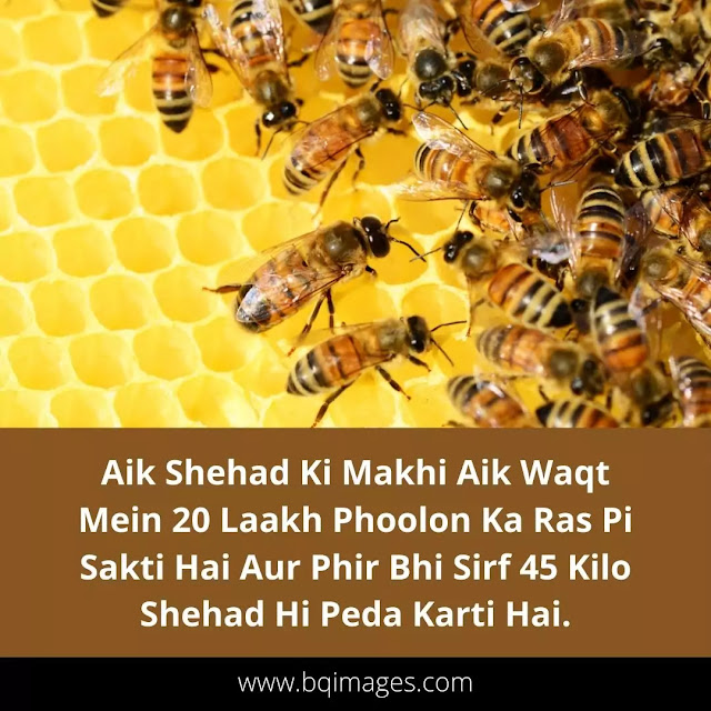 Amazing Facts About Honey