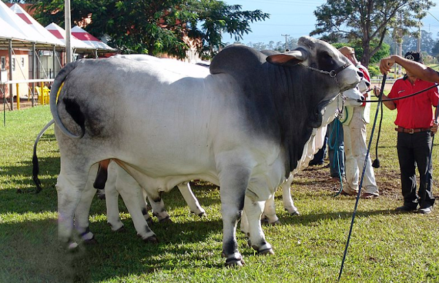 গরুর ছবি