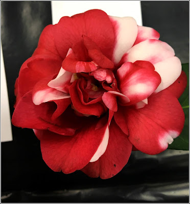 Camellia Flower