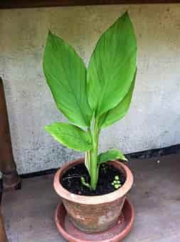 turmeric-medicinal-plant