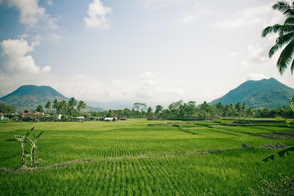 Pemandangan Sawah Gunung