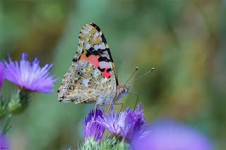 mariposa-vanesa-de-los-cardos-vanessa-cardui-libando-en-cardo-