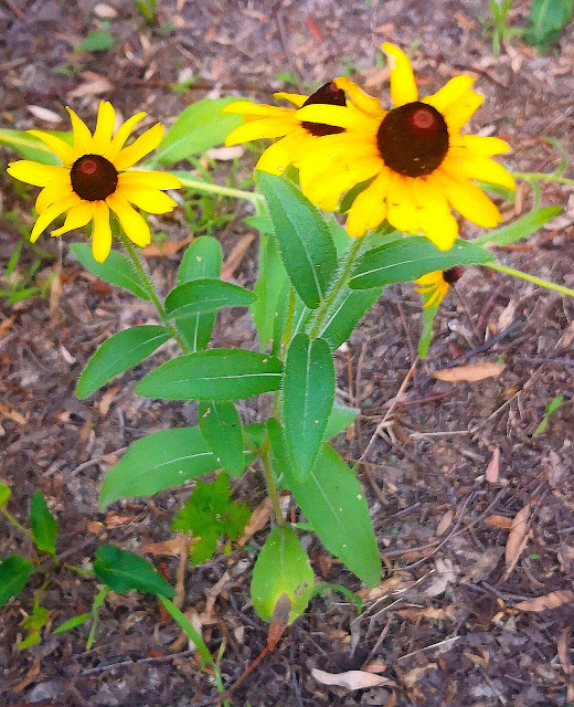 25 flower sunset photography, 6 photography skill tips