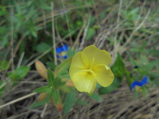 雌待宵草（メマツヨイグサ）