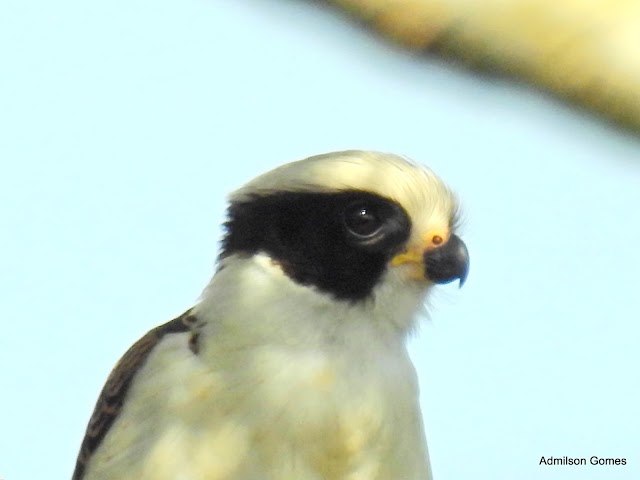 JÓIAS DA NOSSA FAUNA - ACAUÃ