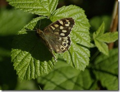 flutterby