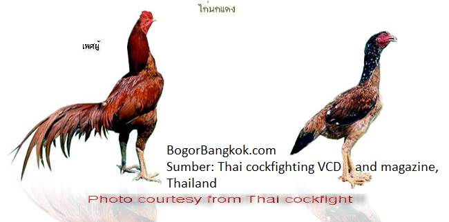 10 pasang Ayam  Jago Bangkok Terbaik di Thailand Ayam  