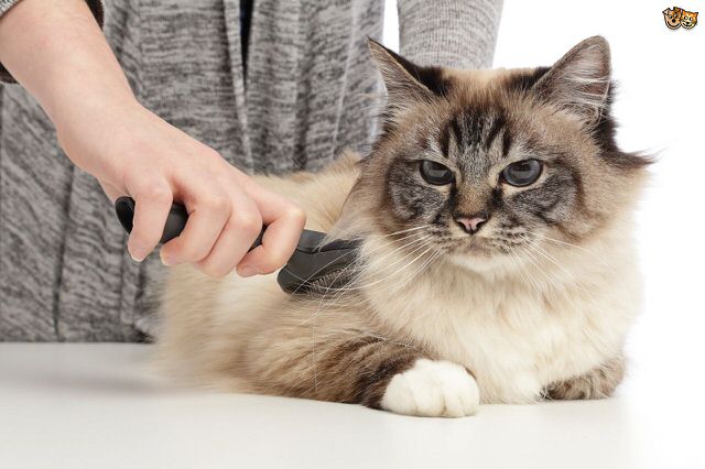 Grooming Your Cat