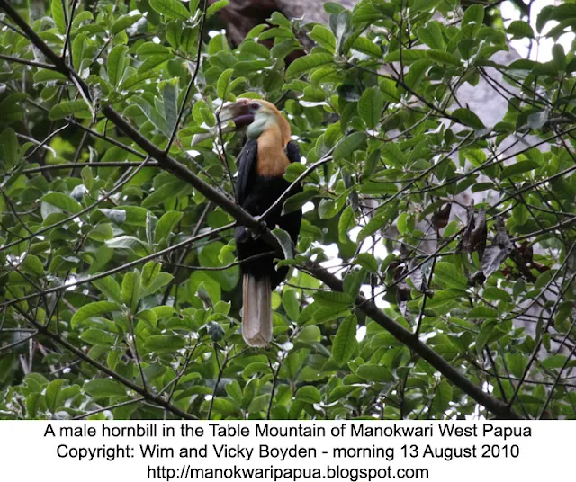 Blyth's hornbill in nutmeg tree.