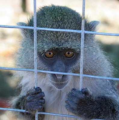 Pictures of Zoo Animals in Cages