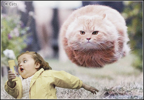 Art Cat GIF • Kid scared by dangerous Hover cat! Run... run... [ok-cats.com]