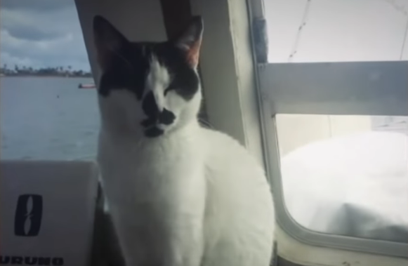Major Tom the cat who saved his master from drowning