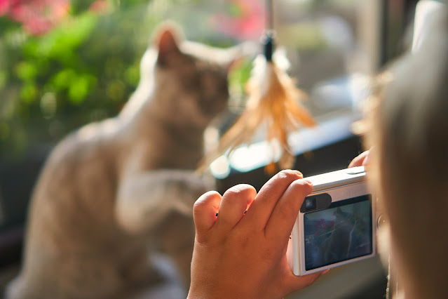 a woman taking photos for a cat