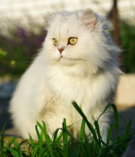 Persian cat Photos