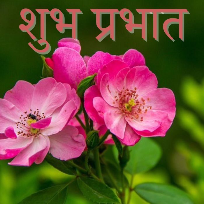 Subh Prabhat Images