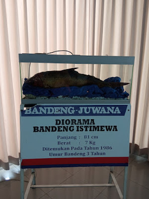 Bandeng Elrina Pamularsih Semarang