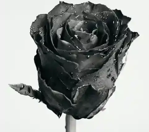 Pictures of black roses - Pictures of black roses - Download pictures of black roses - Download pictures of different colored roses - rose flower - NeotericIT.com