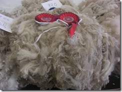 shetland fleece