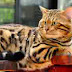 Kucing Ras Bengal