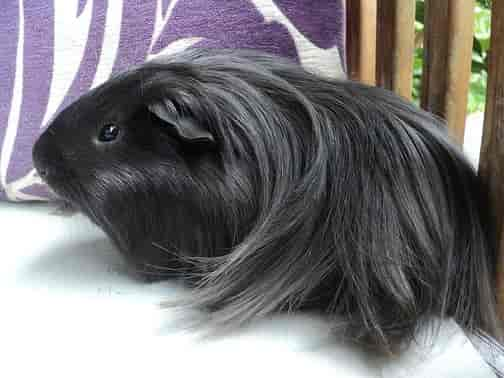 Guinea pig