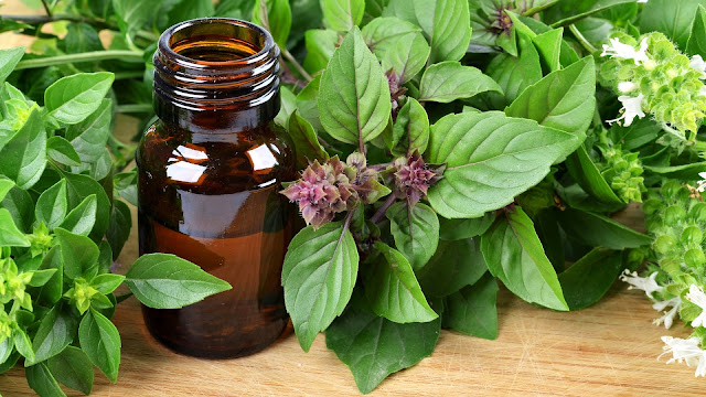Holy basil