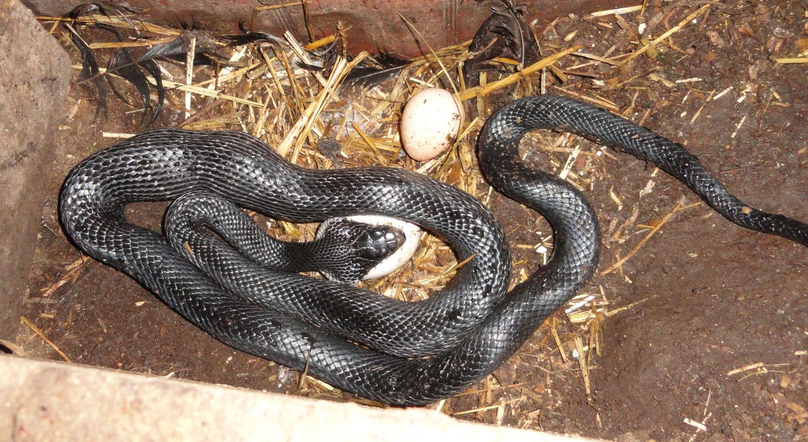 Black Snake eating turkey egg