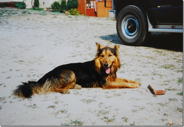Buck with Stick 3