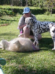 Pets Adventure 7 (86)