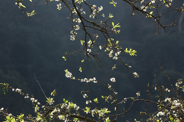 Moc Chau Plateau: Lost In Paradise With White Apricot Flower 2