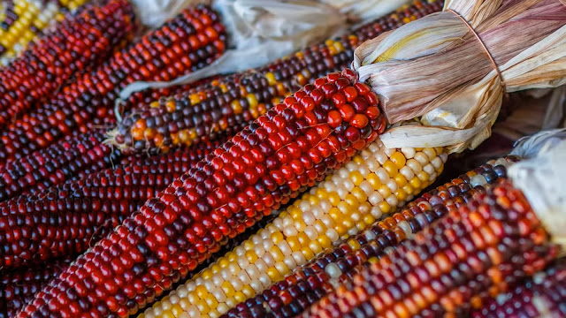 jagung indian yang berwarna warni