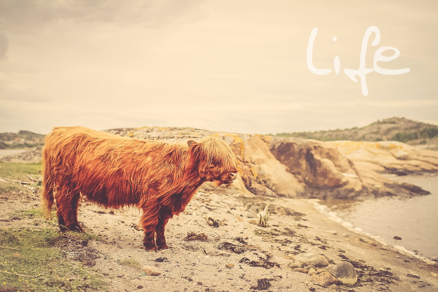 Image of a cow standing on a beach with the word life written on it.