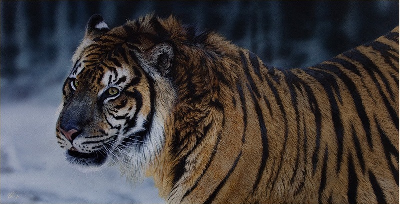 ontheprowl