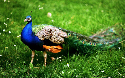 Peacock-Bird-walking-on-the-grass-and-flowers