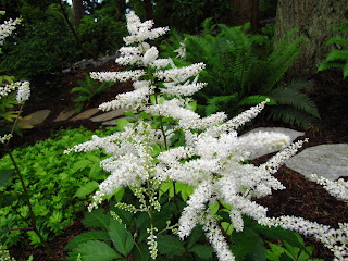 False Spirea