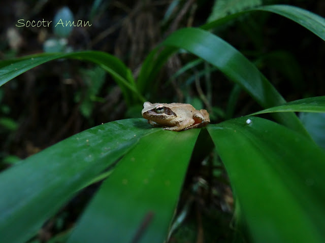 Rana ornativentris Werner