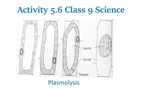 Activity 5.6 Class 9 Science Chapter 5